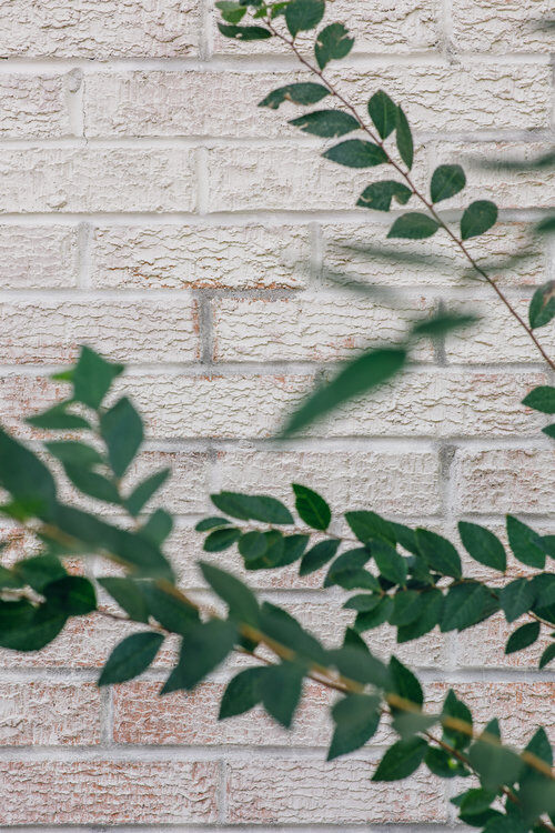 A limewash brick exterior with a plant in the foreground